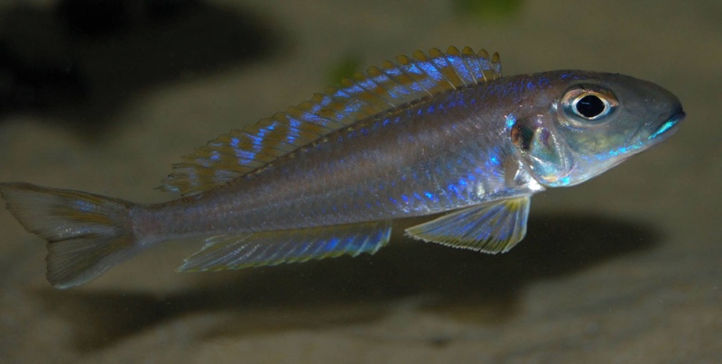 Xenotilapia bathyphilus 'Burundi'